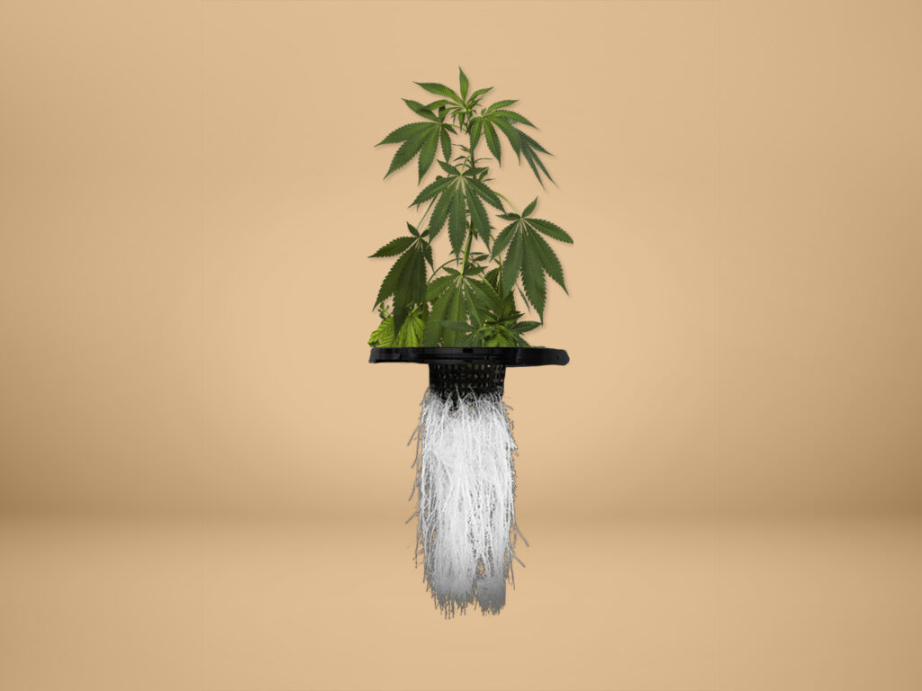 cannabis con raices en sujetador de aereoponico